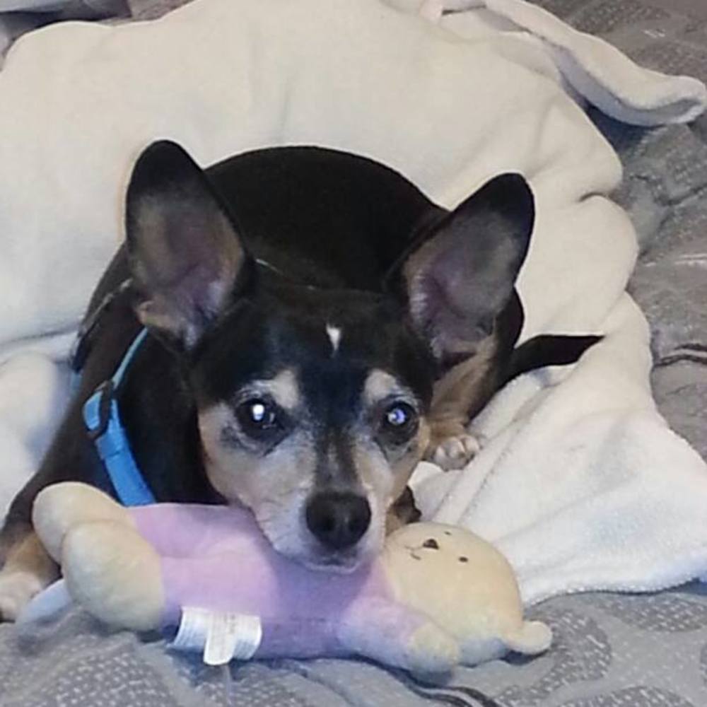 Meet your Posher, Teresa